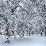 Les conseils Merlet Paysagiste pour entretenir son jardin en hiver